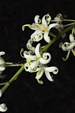 APII jpeg image of Lomatia ilicifolia  © contact APII