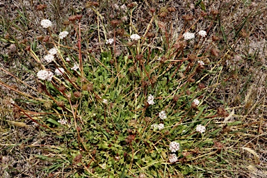 APII jpeg image of Trachymene humilis subsp. humilis  © contact APII
