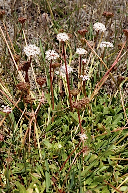 APII jpeg image of Trachymene humilis subsp. humilis  © contact APII