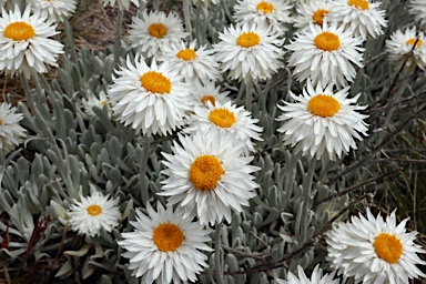 APII jpeg image of Leucochrysum alpinum  © contact APII