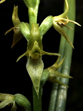 APII jpeg image of Prasophyllum tadgellianum  © contact APII