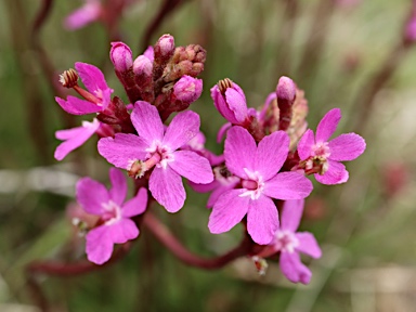 APII jpeg image of Stylidium montanum  © contact APII