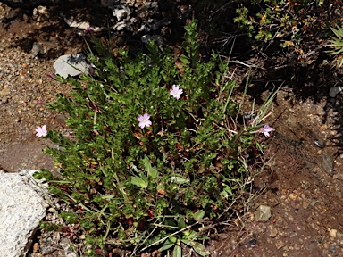 APII jpeg image of Epilobium gunnianum  © contact APII