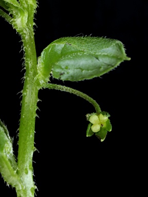 APII jpeg image of Hackelia latifolia  © contact APII