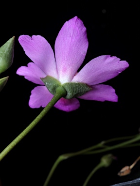 APII jpeg image of Calandrinia sp. Chewings Range (D.E.Albrecht 10561)  © contact APII