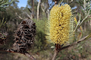 APII jpeg image of Banksia marginata  © contact APII