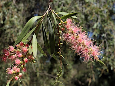 APII jpeg image of Callistemon  © contact APII