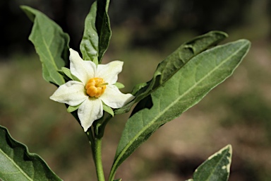 APII jpeg image of Solanum pseudocapsicum  © contact APII