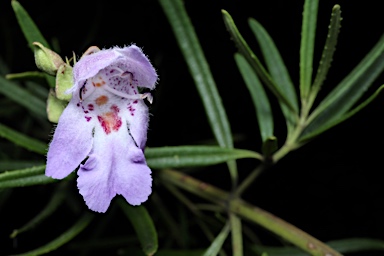 APII jpeg image of Prostanthera tallowa  © contact APII