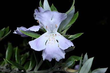 APII jpeg image of Westringia grandifolia  © contact APII