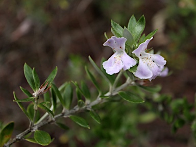 APII jpeg image of Westringia grandifolia  © contact APII