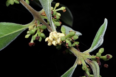 APII jpeg image of Notelaea longifolia f. longifolia  © contact APII