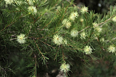 APII jpeg image of Melaleuca nodosa  © contact APII