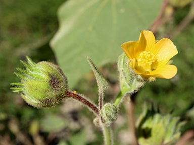 APII jpeg image of Abutilon theophrasti  © contact APII