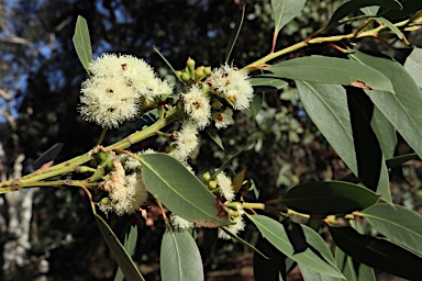 APII jpeg image of Eucalyptus langleyi  © contact APII