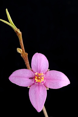 APII jpeg image of Boronia keysii  © contact APII