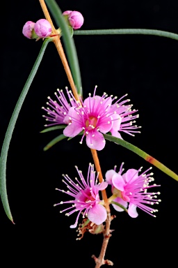 APII jpeg image of Hypocalymma angustifolium subsp. angustifolium  © contact APII