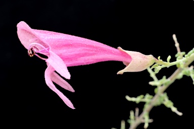 APII jpeg image of Prostanthera serpyllifolia subsp. microphylla  © contact APII