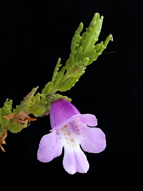 APII jpeg image of Prostanthera cryptandroides subsp. cryptandroides  © contact APII