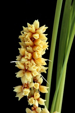 APII jpeg image of Lomandra confertifolia subsp. similis  © contact APII