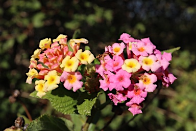 APII jpeg image of Lantana camara  © contact APII