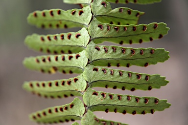 APII jpeg image of Nephrolepis cordifolia  © contact APII