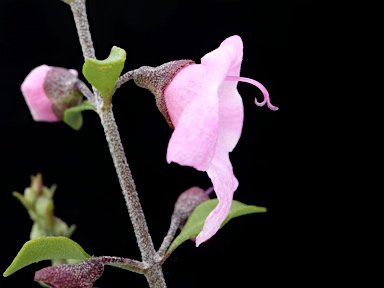 APII jpeg image of Prostanthera ovalifolia 'Brundah Candy'  © contact APII