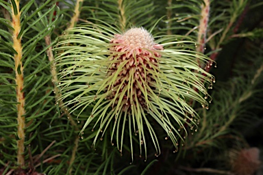 APII jpeg image of Banksia meisneri subsp. ascendens  © contact APII