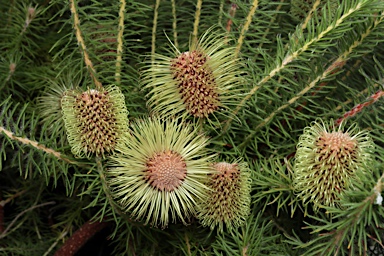 APII jpeg image of Banksia meisneri subsp. ascendens  © contact APII