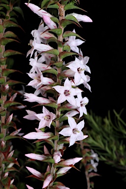 APII jpeg image of Epacris purpurascens var. purpurascens  © contact APII