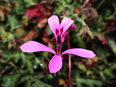 APII jpeg image of Pelargonium 'Fairy Pink'  © contact APII