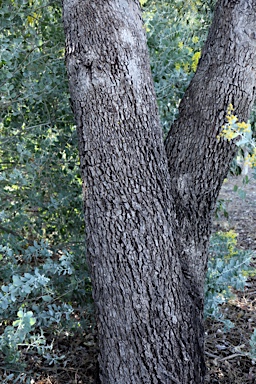 APII jpeg image of Eucalyptus raveretiana  © contact APII