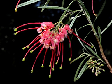 APII jpeg image of Grevillea 'Allyn Charm'  © contact APII