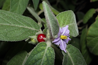 APII jpeg image of Solanum nemophilum  © contact APII