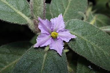 APII jpeg image of Solanum nemophilum  © contact APII