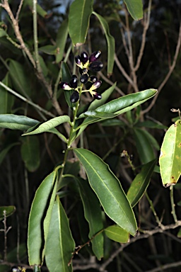 APII jpeg image of Cestrum parqui  © contact APII