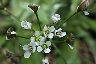 APII jpeg image of Capsella bursa-pastoris  © contact APII