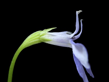 APII jpeg image of Lobelia quadrangularis  © contact APII