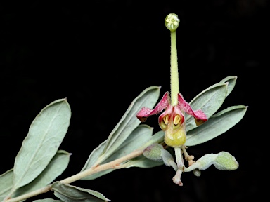 APII jpeg image of Grevillea arenaria  © contact APII