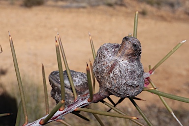 APII jpeg image of Hakea decurrens subsp. decurrens  © contact APII