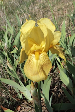 APII jpeg image of Iris germanica  © contact APII