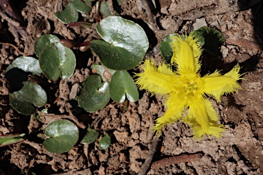 APII jpeg image of Nymphoides geminata  © contact APII