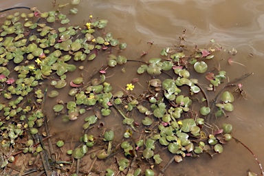 APII jpeg image of Nymphoides geminata  © contact APII