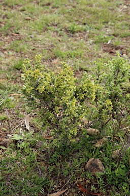 APII jpeg image of Pimelea curviflora  © contact APII