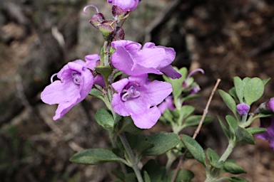 APII jpeg image of Prostanthera rotundifolia  © contact APII