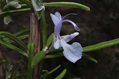 APII jpeg image of Rosmarinus officinalis  © contact APII