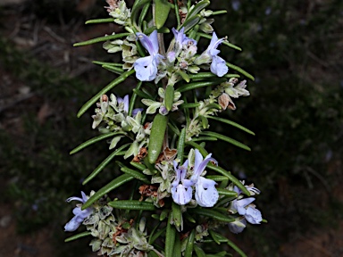 APII jpeg image of Rosmarinus officinalis  © contact APII