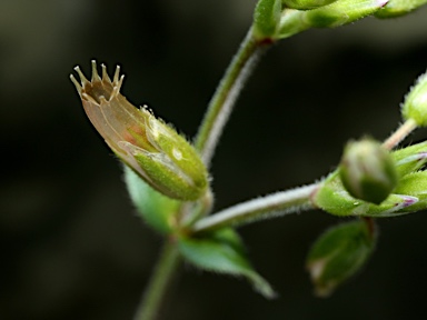 APII jpeg image of Cerastium vulgare  © contact APII