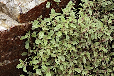 APII jpeg image of Australina pusilla subsp. muelleri  © contact APII