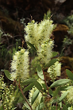 APII jpeg image of Callistemon pallidus  © contact APII